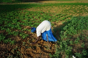 Fatoumata gère seul un petit champ de patates douces pour subvenir à ses petits besoins et aux manques de la famille (crédit photo : Gaël Turine)